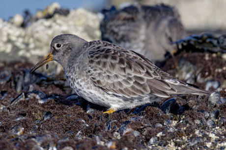 Paarse strandloper