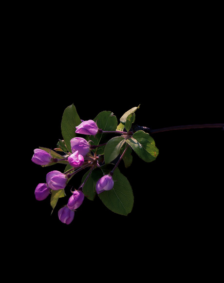 Bloemen 
