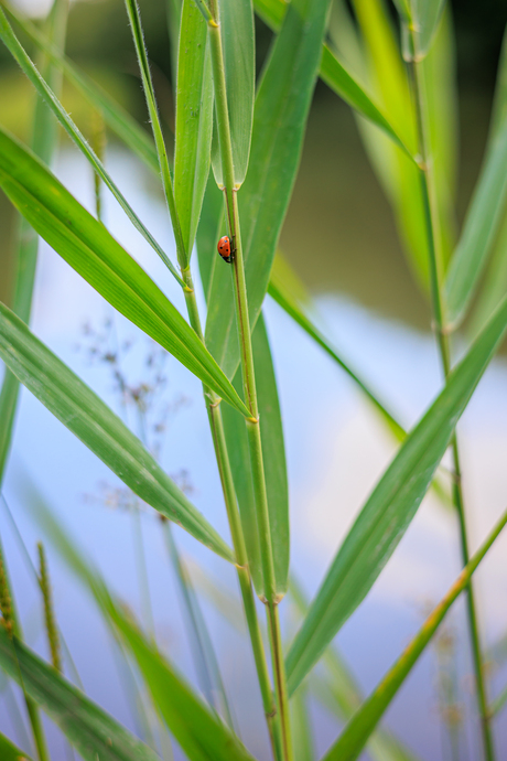 Lieveheersbeestje op plant