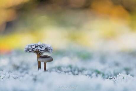 Frozen