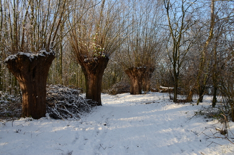 bos in de winter