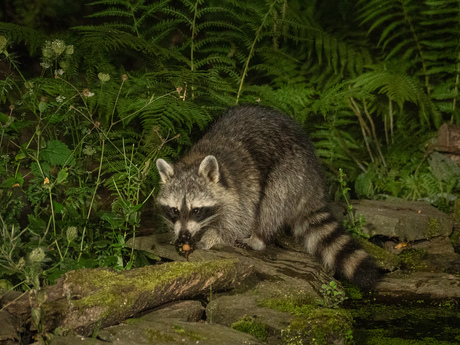 Wasbeer vanuit een wildhut