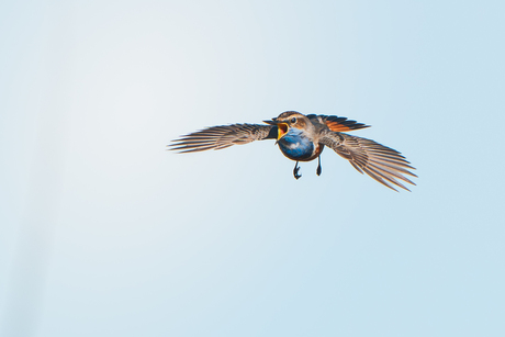 Blauwborst in vlucht