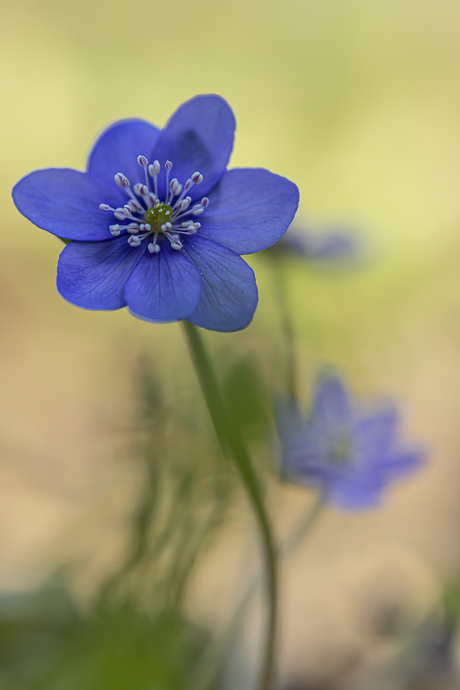 Leverbloemetjes in de tuin.