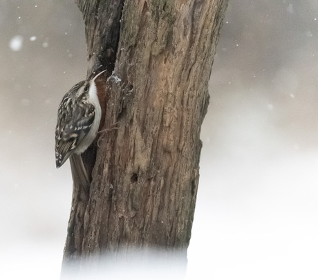 Boomkruiper tijdens sneeuwbui
