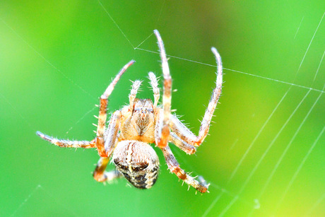 European Garden spider