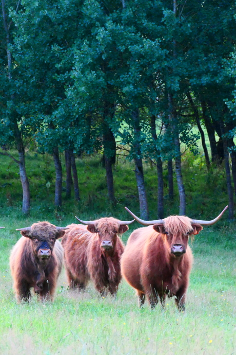 Cows on the Run