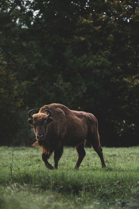 Wisent