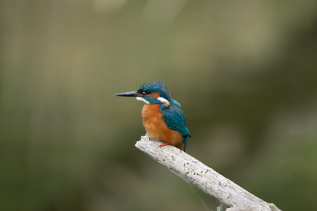 ijsvogel