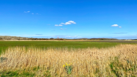 Narcissen + Eierland