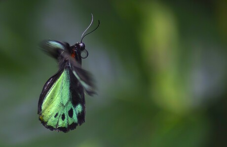 Vlinder in de vlucht