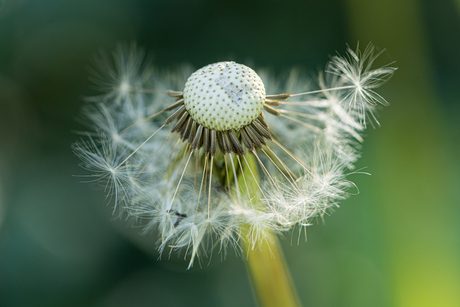 Uitgebloeide paardenbloem 