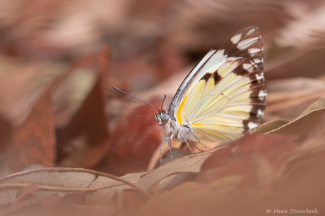 Witje Belenois aurota