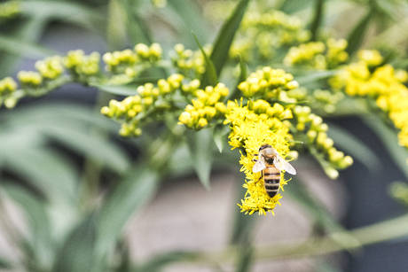 Het is geel en het zit in onze tuin