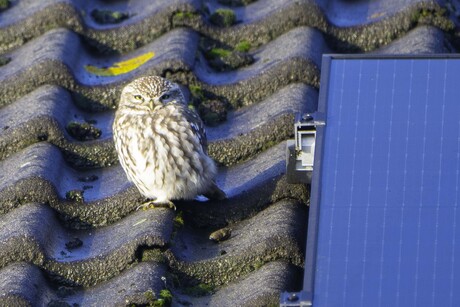 Ik ga in zonnepanelen