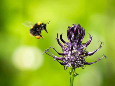 Hommel op weg naar Zwartblauwe rapunzel