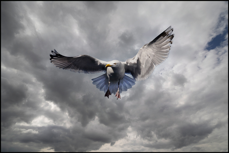 Jonathan Livingston Seagull