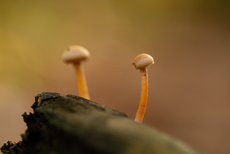 gesteelde stuifzwam 2