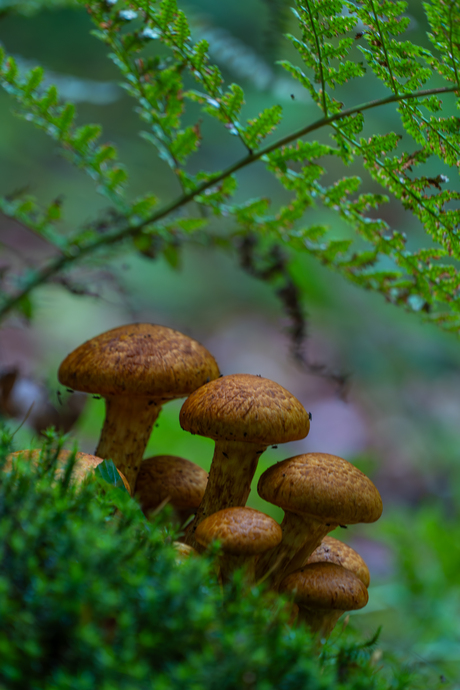 paddenstoelen