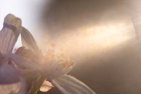 Light