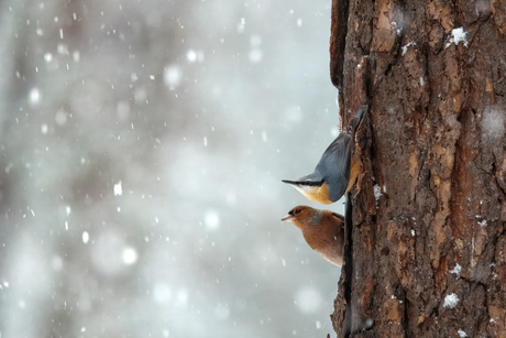 Voor de eerste keer sneeuw zien