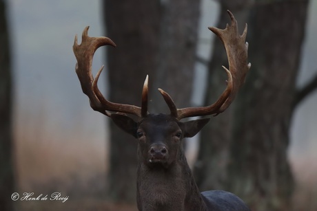 Portret van een damhert.