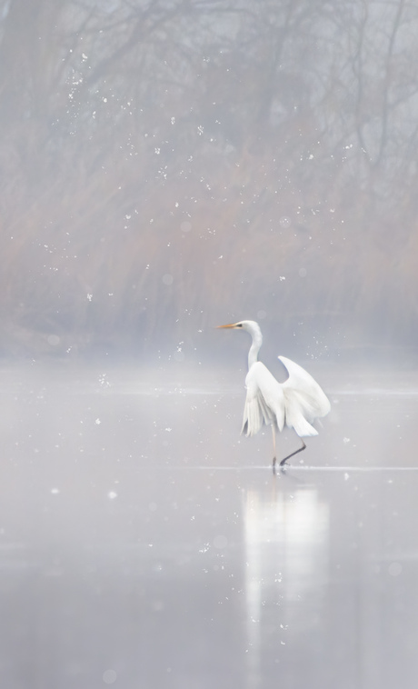 Reiger winterlandschap