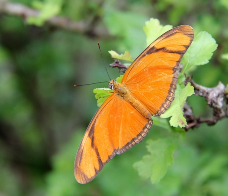 Oranje passiebloemvlinder