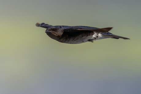 Zwaluw in de vlucht.