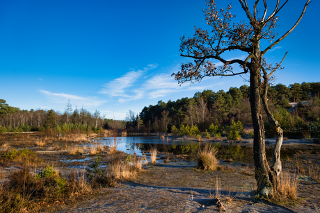 Boom, Brunssummerheide, Heerlen