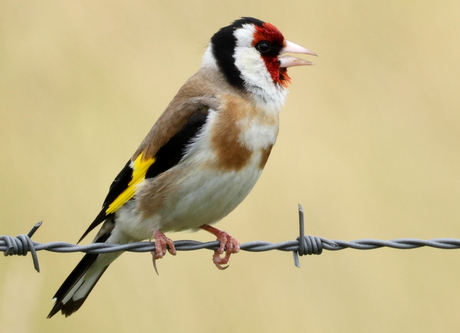 distelvink of putter