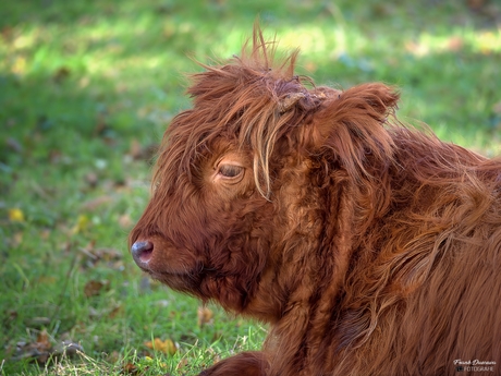 Jonge Schotse Hooglander in het Siddebuurster Bos.