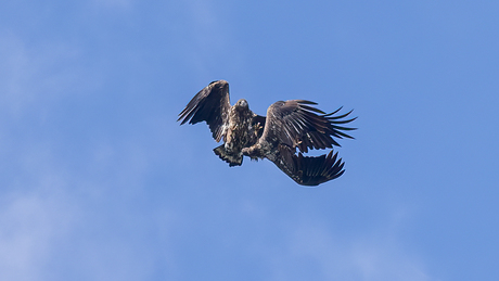 Luchtgevecht