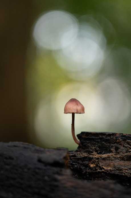 Kleine schoonheid in het bos