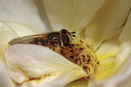 Eating Flower Spagetti