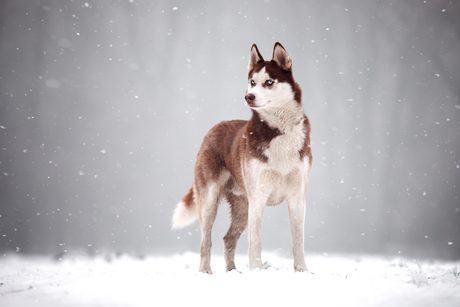 Husky in zijn habitat