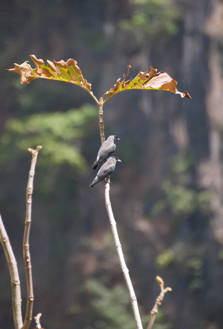 White Breasted Wood Swallow