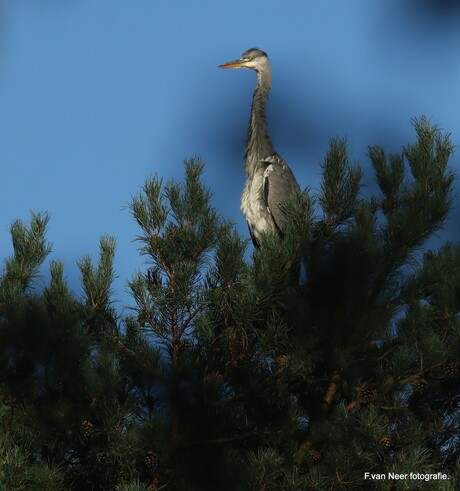 Blauwe Reiger.