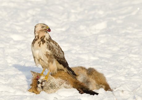 Buizerd eet vosseoog