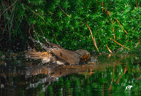 Roodborst in Zomerbad