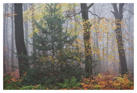 Kleurenpallet aan de bosrand