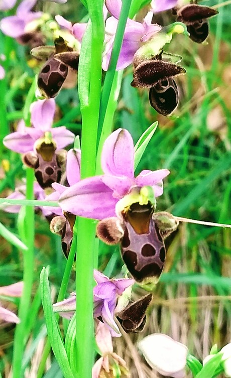 Bijen of bloemen, wilde orchidee