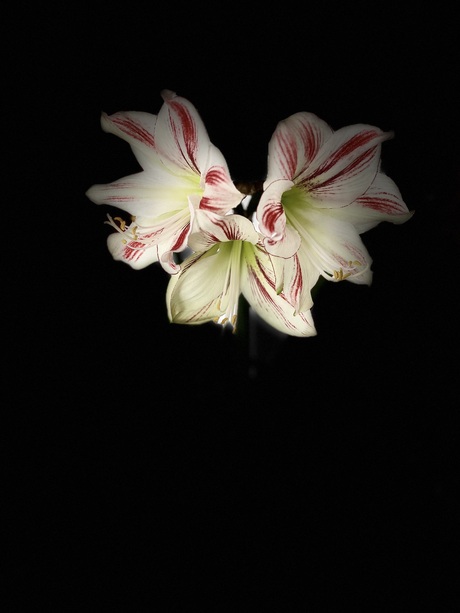 Amaryllis 
