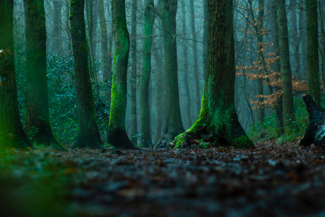 Foggy Forest 