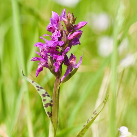 Brede orchis