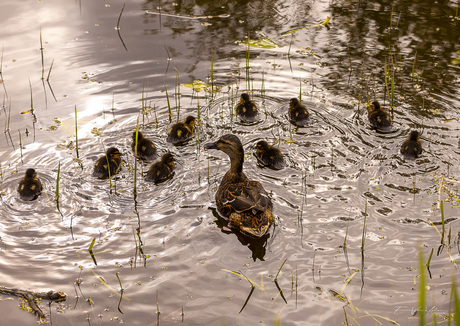 Kleine wereld, groot geluk