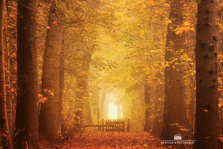 Herfstwandeling in de mist: Laan in het Bos van landgoed Ennemaborg, Groningen