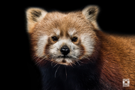 Rode Panda