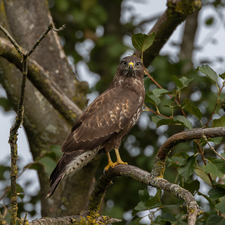 Buizerd