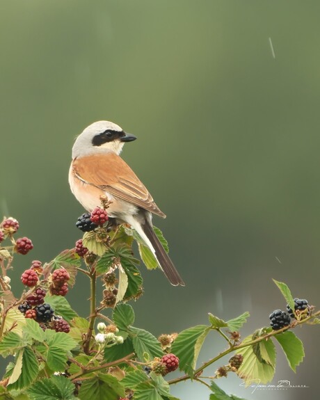 Grauwe klauwier / Red-backed Shrike / Lanius collurio